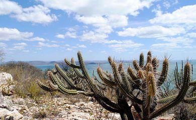 Governo recebe proposta para criação de fundo para a Caatinga