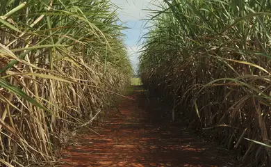 Produção de cana pode cair 20% com mudanças climáticas, diz estudo