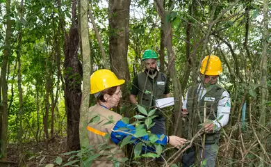 Itaipu triplica diversidade florestal nos arredores do reservatório