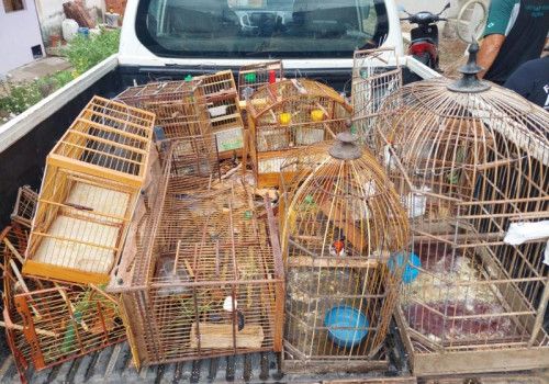 Operação Curupira apreende 351 aves e aplica mais de R$ 130 mil em multas na APA de Murici