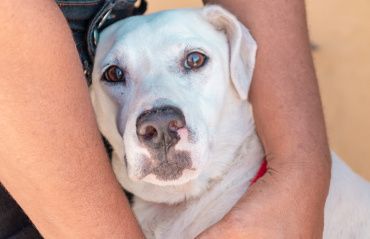 Médico veterinário dá dicas para os cuidados com os pets durante o São João