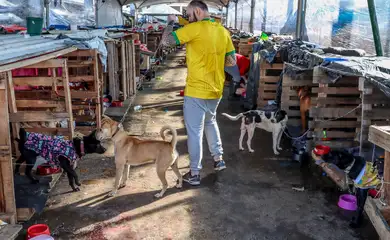 Animais domésticos continuam sendo resgatados de áreas alagadas no RS