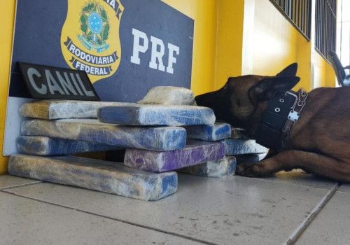 Operação integrada apreende mais de 12kg de maconha em ônibus clandestino em São Sebastião
