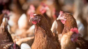 China emite proibição à importação de carne de frango de todo Brasil