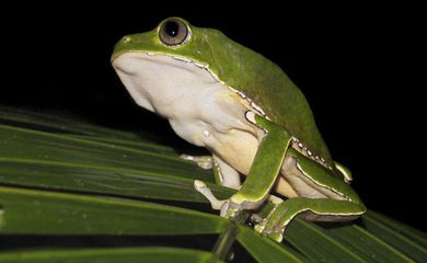 Pesquisa encontra indícios de biopirataria de conhecimentos indígenas