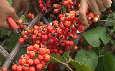 Produção de guaraná de Maués alia tradição e qualidade