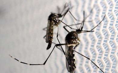 Agência Brasil explica diferença entre pernilongo e mosquito da dengue