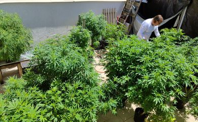 Venda nas farmácias de produtos à base de cannabis cresce 342,3%