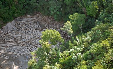 Três em cada quatro hectares desmatados têm indícios de ilegalidade