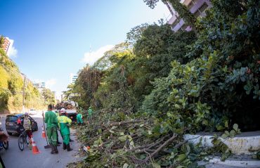 Alurb aumenta em 50% ações de poda e supressão de árvores no período chuvoso