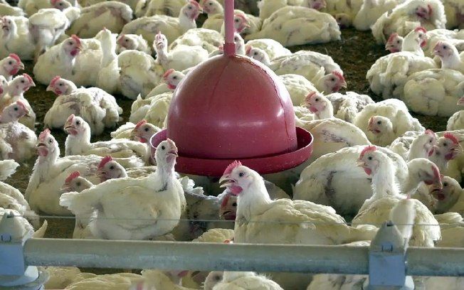 País investiga 12 casos suspeitos de gripe aviária