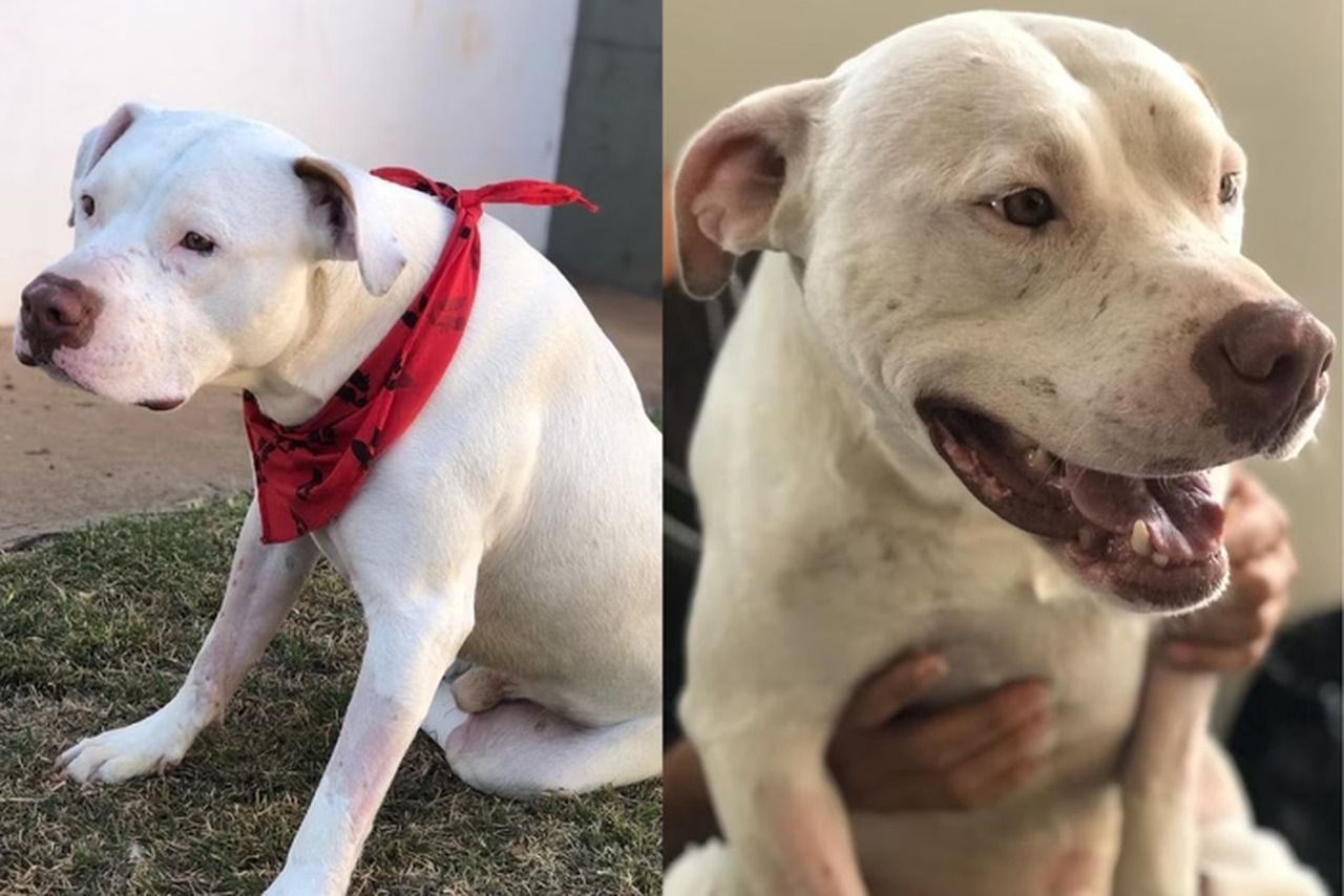 Morre Sansão, pit-bull que inspirou lei contra maus-tratos a animais