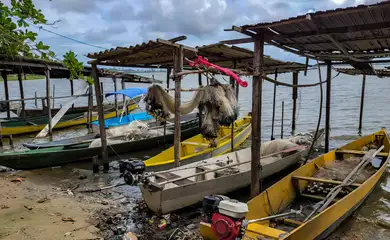 Peixe na água e rede vazia: desastre atinge pescadores