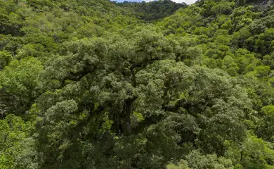 Situação dos rios na Mata Atlântica é preocupante, aponta pesquisa