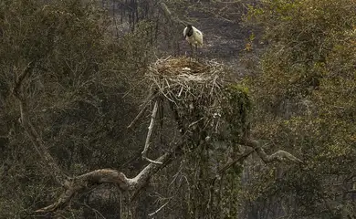 Biólogos tentam salvar fauna ameaçada pelo fogo no Pantanal