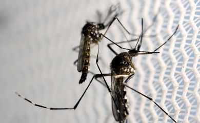 Notificações de zika vírus aumentam no país em relação a 2022