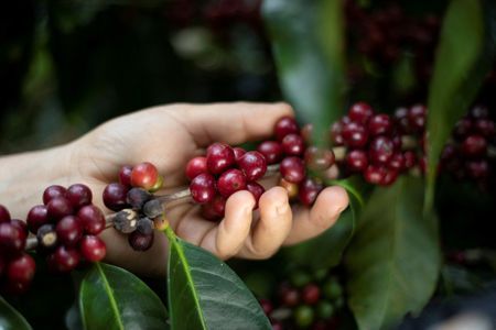 Café, carnes e açúcar devem pressionar inflação de alimentos em 2025