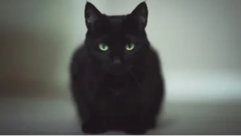Entenda a origem da associação entre gatos pretos, bruxas e Halloween