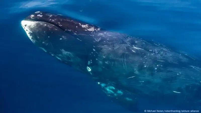 Proteína de baleia que vive 200 anos repara DNA e pode inspirar tratamento de câncer