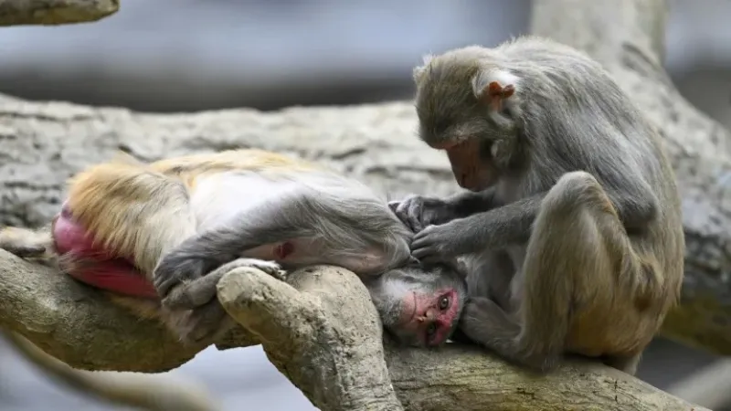 Estudo investiga origem dos comportamentos homossexuais nos primatas