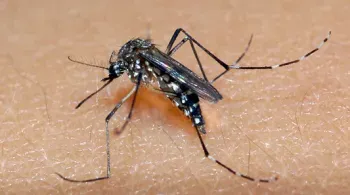 Campinas (SP) registra primeira morte por chikungunya da história