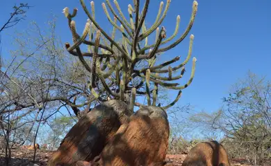Governo retoma Comissão Nacional de Combate à Desertificação