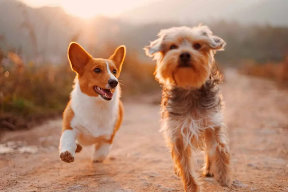 Como atua a pílula que promete prolongar a vida dos cães