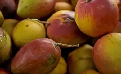 Abrafrutas apoia plano e pede atenção a pequenos produtores