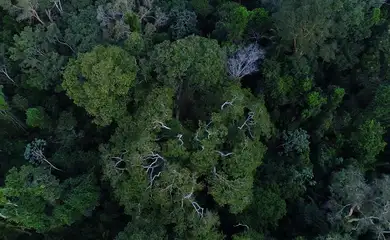 Obra mostra importância da Amazônia e de mais 4 florestas para o clima