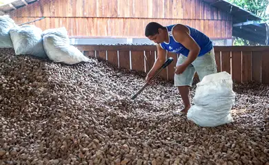 Embrapa: castanha impulsiona desenvolvimento sustentável na Amazônia
