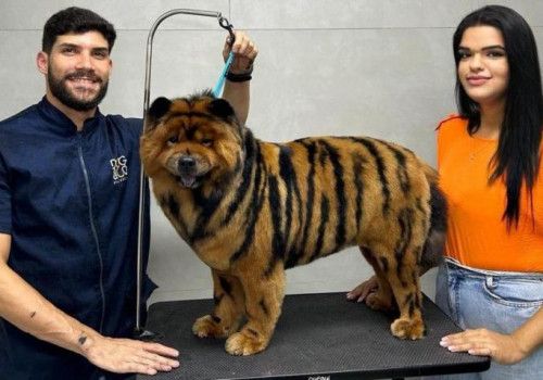 Alagoas registra crescimento de 71% em empresas voltadas para o mercado de animais domésticos
