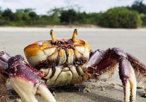 Segunda fase do período de defeso do caranguejo-uçá começa neste sábado (10)