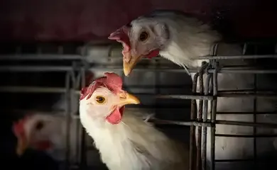 Ministério da Agricultura confirma fim de foco de Newcastle no RS