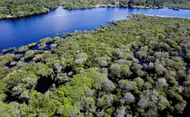 Saiba como títulos verdes possibilitam reflorestamento na Amazônia