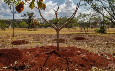 Brasil perdeu 16% de vegetação herbácea e arbustiva em 38 anos