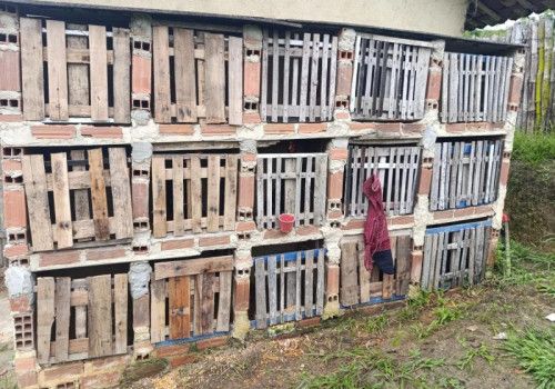 PM flagra rinha e apreende 23 galos que sofriam maus-tratos