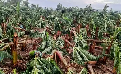 Ventania devasta plantações de banana na região do Vale do Ribeira