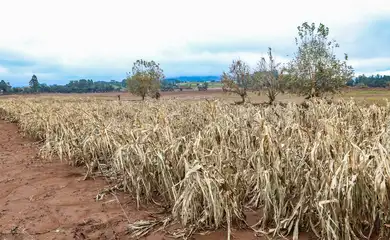 Cheias afetaram mais de 206 mil propriedades rurais, diz Emater-RS