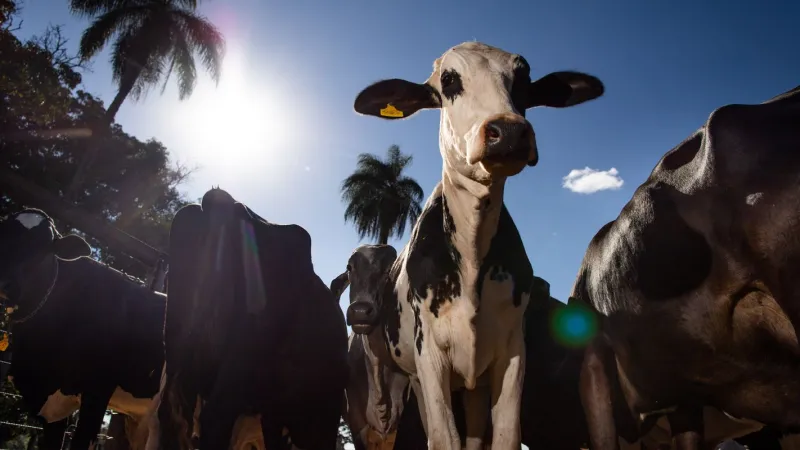 União Europeia oficializa veto à carne brasileira a partir de setembro