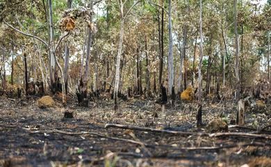 Combate ao desmatamento no Cerrado exige plano específico