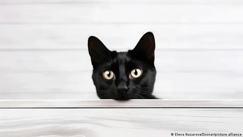 Novo genoma do câncer felino pode beneficiar humanos