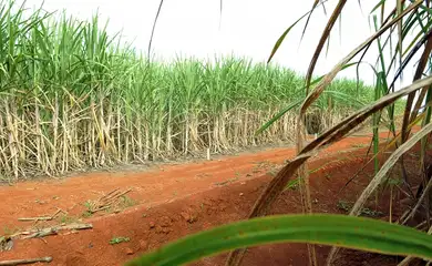Brasil terá segunda maior safra de cana, segundo estimativa da Conab