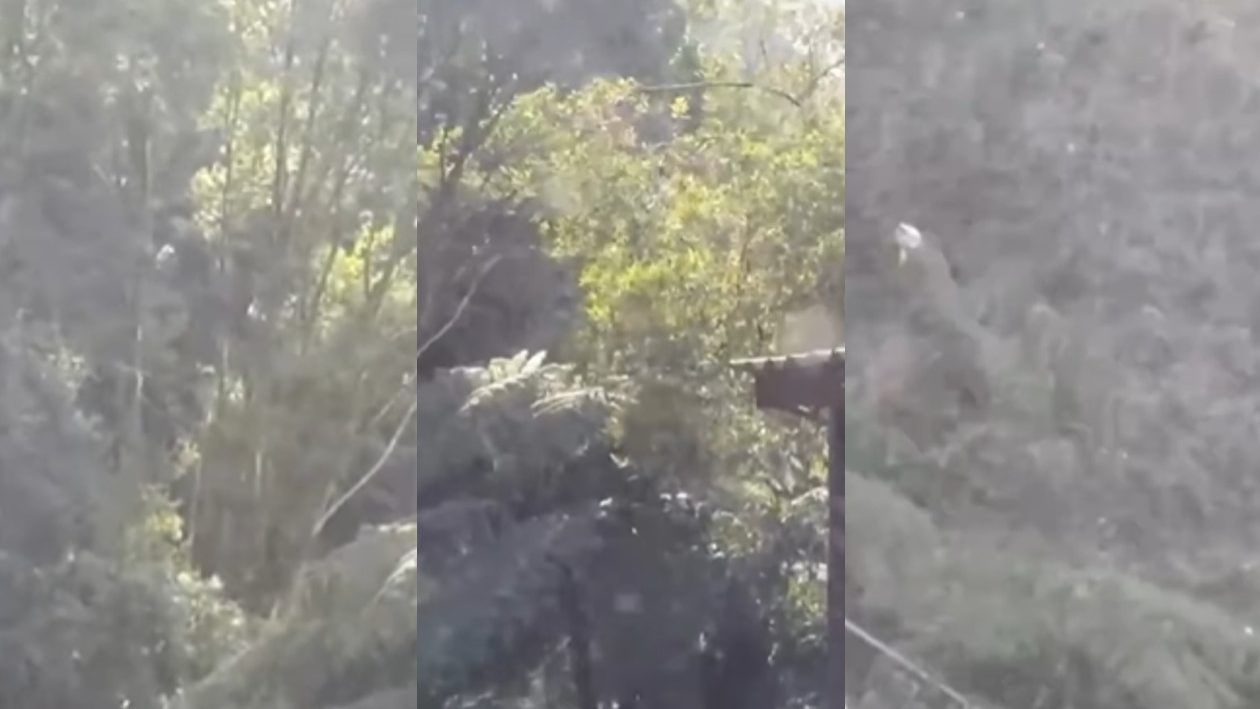 Sul do Brasil tem primeira neve do ano; previsão é de geada e tempo seco nos próximos dias