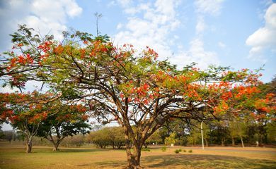 Primavera começa às 3h50 deste sábado