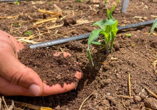 Alagoas foi o primeiro estado do Nordeste a lançar Plano de Agricultura de Baixo Carbono