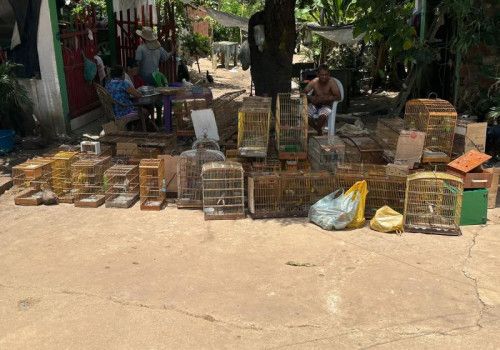 Batalhão Ambiental apreende armas e resgata 43 animais silvestres durante fiscalização 