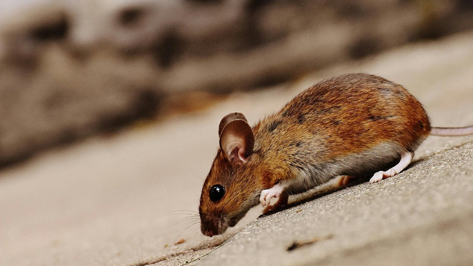 Ratos recebem mutação genética que só humanos têm e começam a ‘falar’