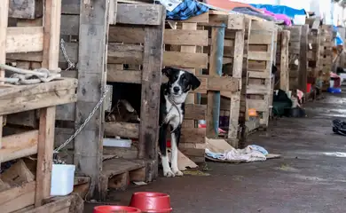 Cidades do RS terão recursos federais para atender animais resgatados
