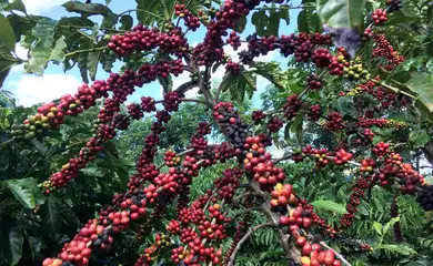 Restauração florestal em cafezais é viável economicamente, diz estudo