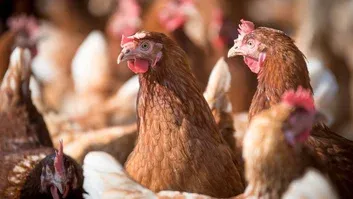 Governo dos EUA trabalha em plano para vacinar aves contra gripe aviária